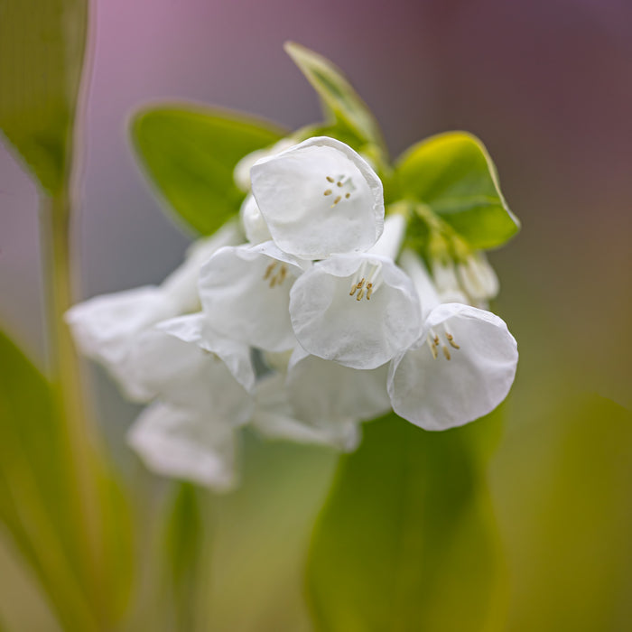 Bluebell 5