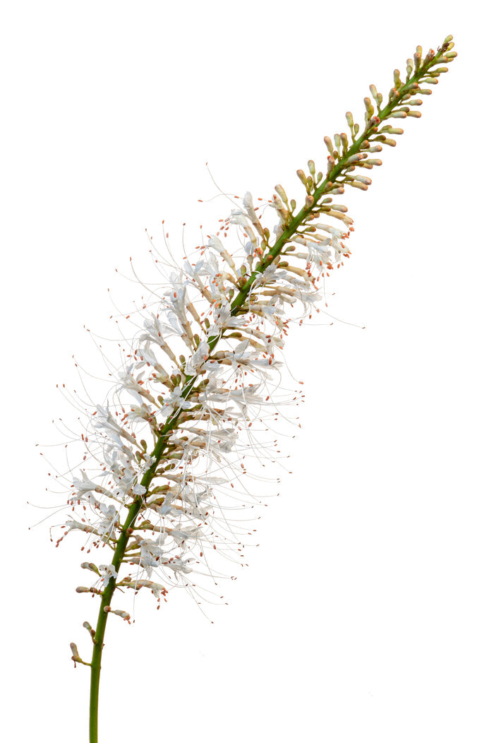 Bottlebrush Buckeye 1