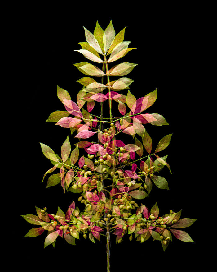 Burning Bush 2