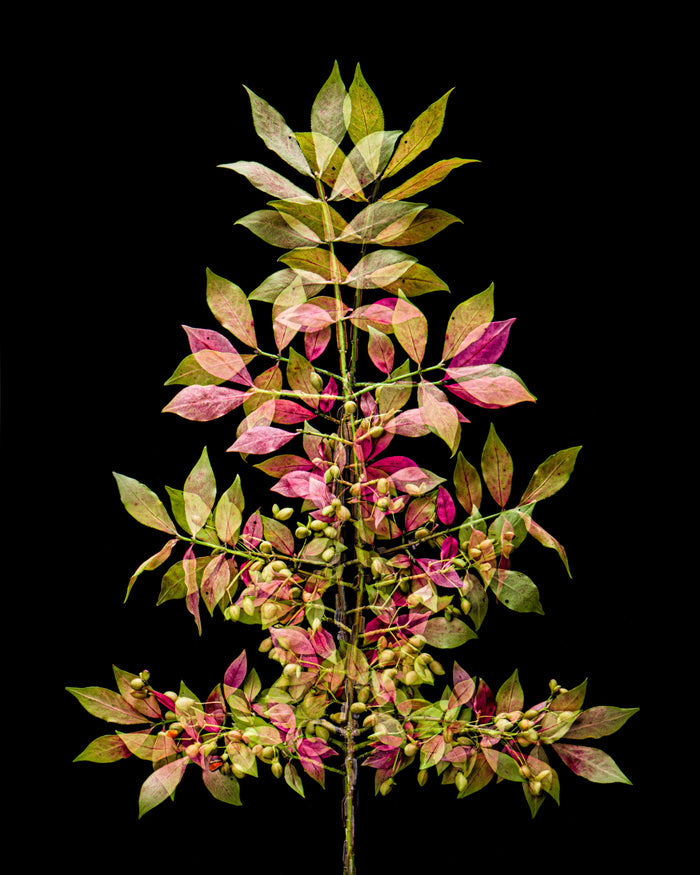 Burning Bush 3