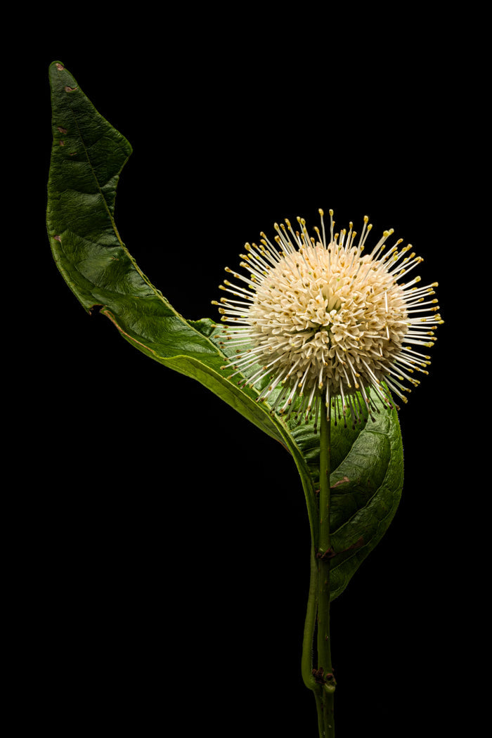 Buttonbush 1