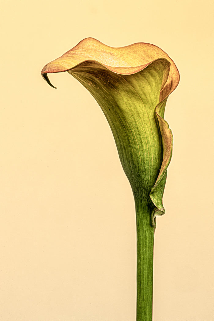 Calla Lily 5