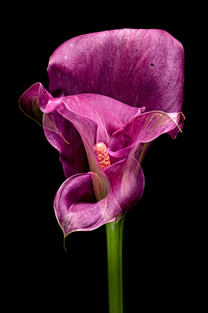 Calla Lily 6