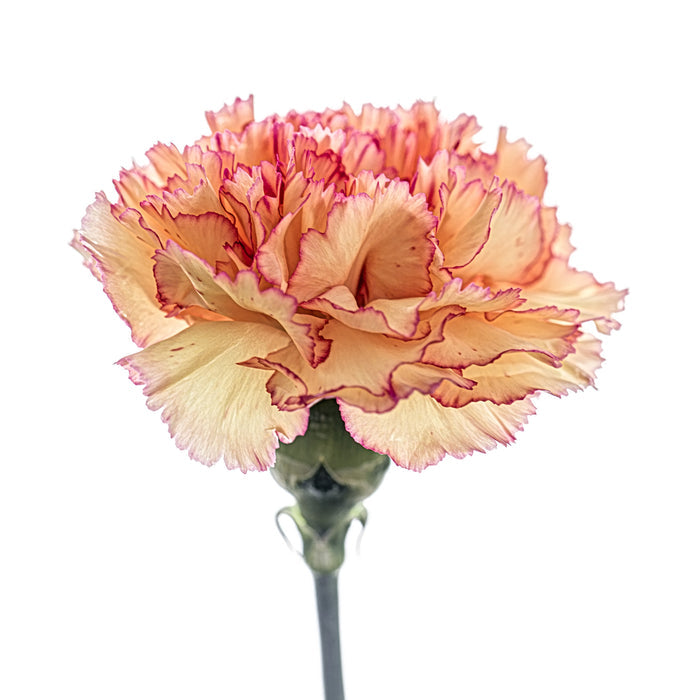 Carnation 11