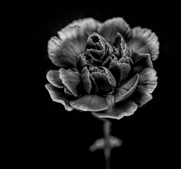 Carnation 6