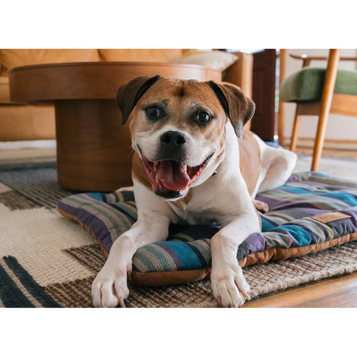 Dog on Chill Pad Lake