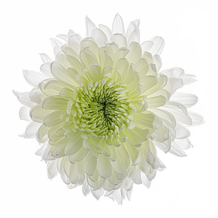 Chrysanthemums 14