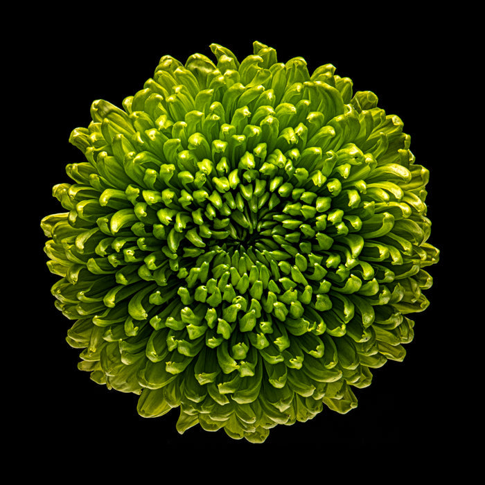 Chrysanthemums 25