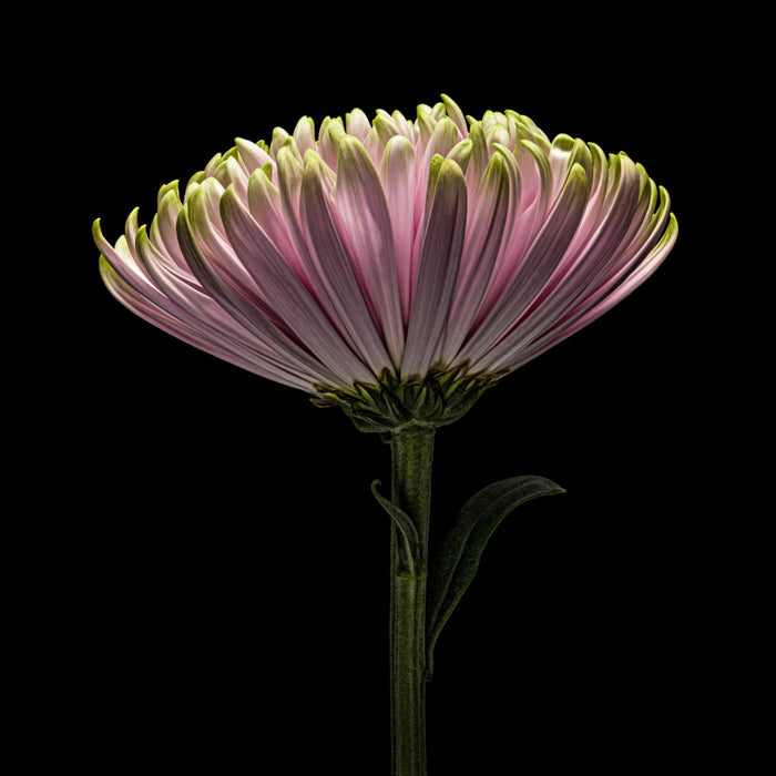 Chrysanthemums 28
