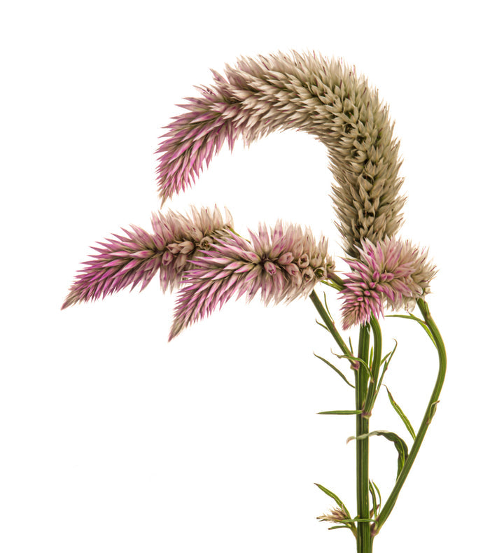 Cockscomb 5