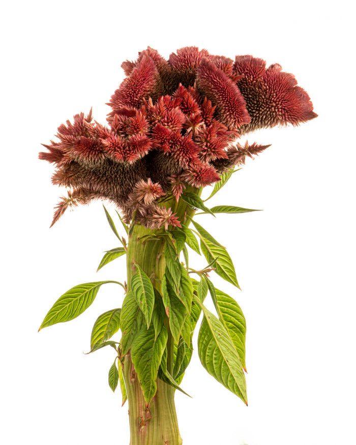 Cockscomb 7