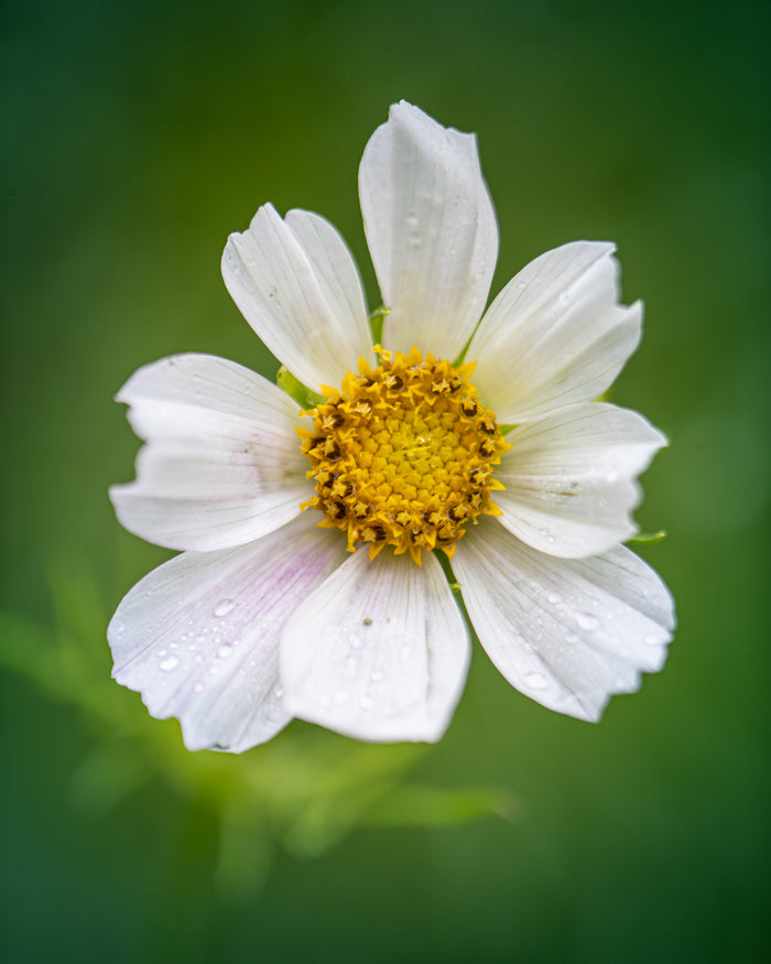 Cosmos 9