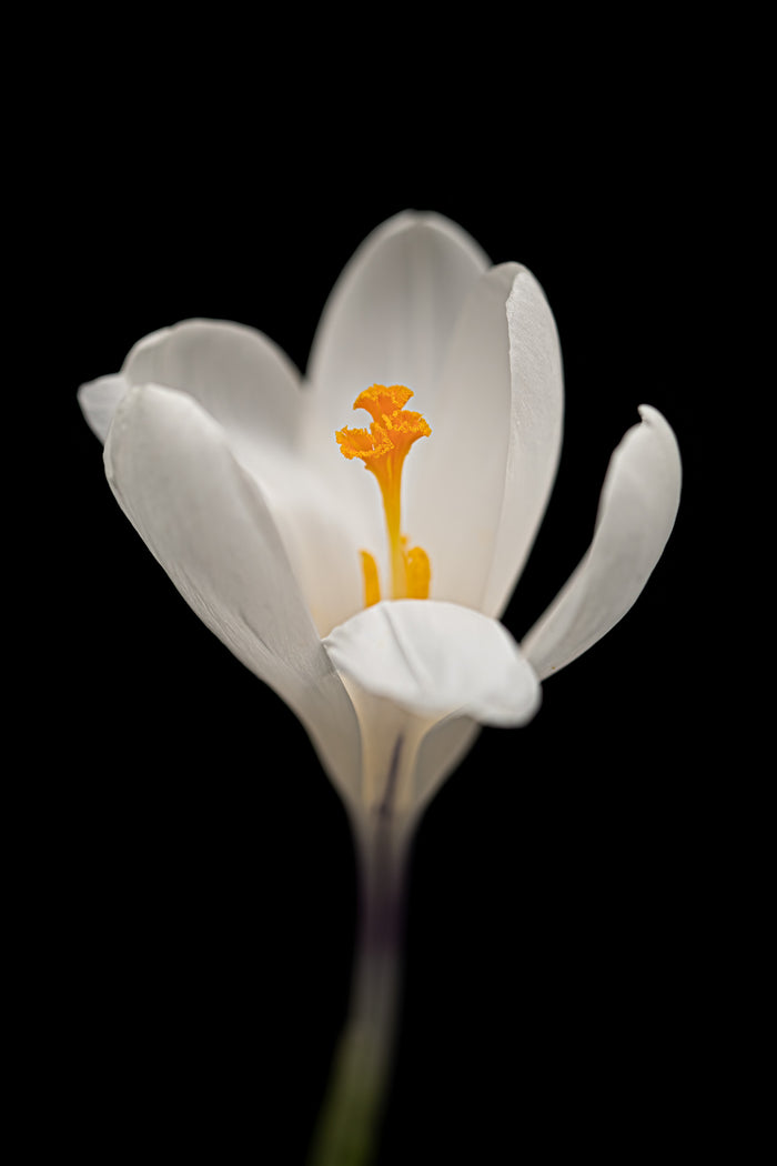 Crocus 3