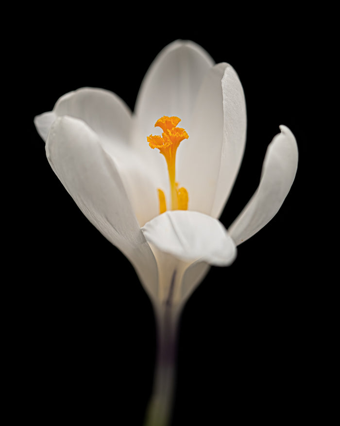 Crocus 3