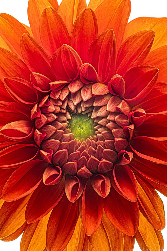 Dahlia 103