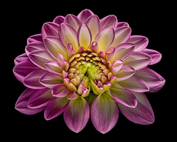 Dahlia 107
