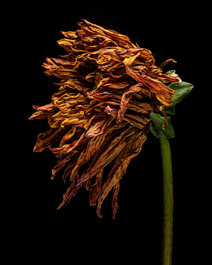 Dahlia 116