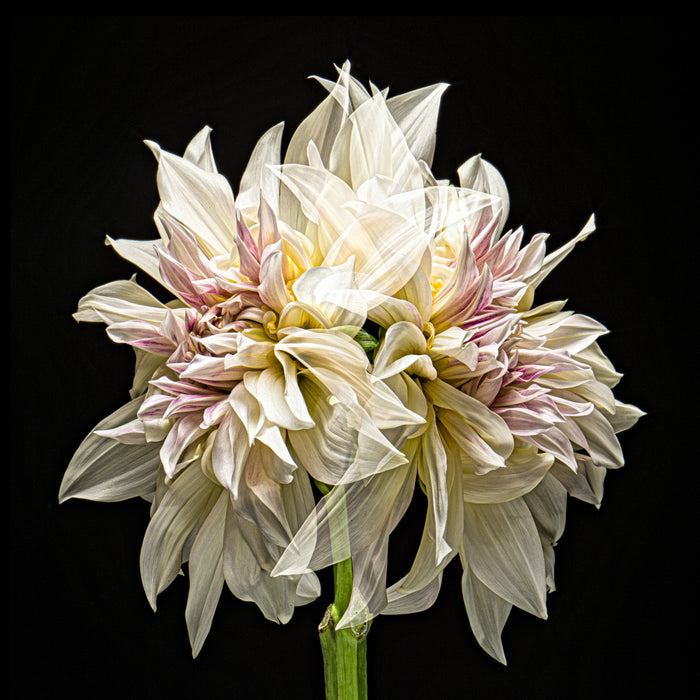 Dahlia 117