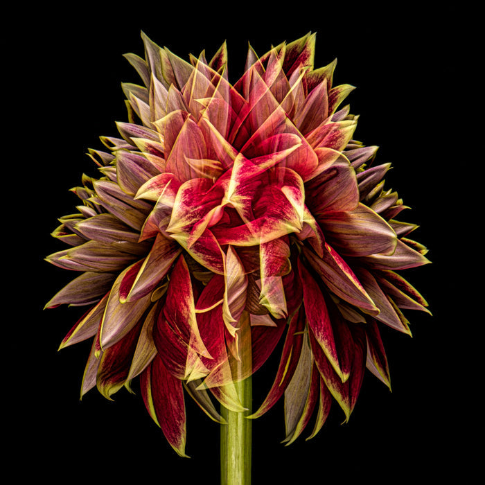 Dahlia 119