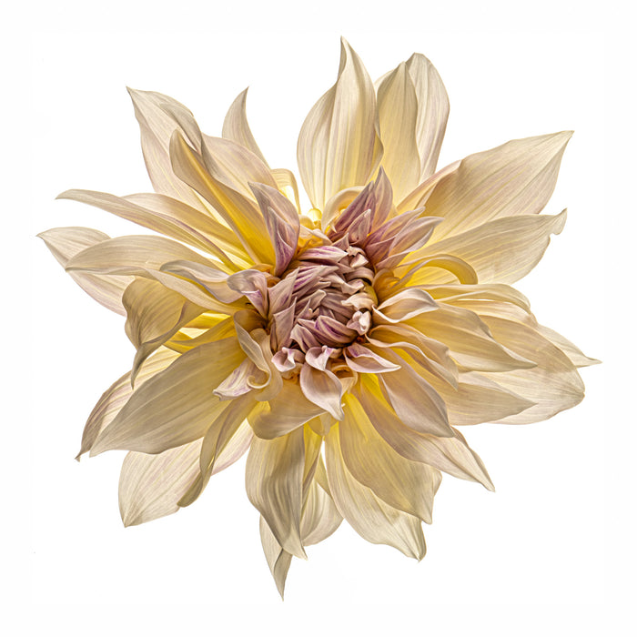 Dahlia 122