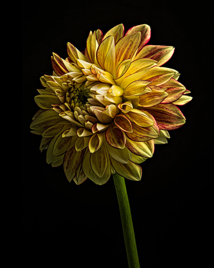 Dahlia 124