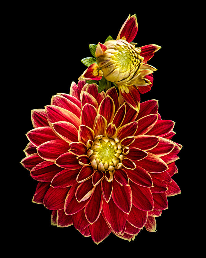 Dahlia 130