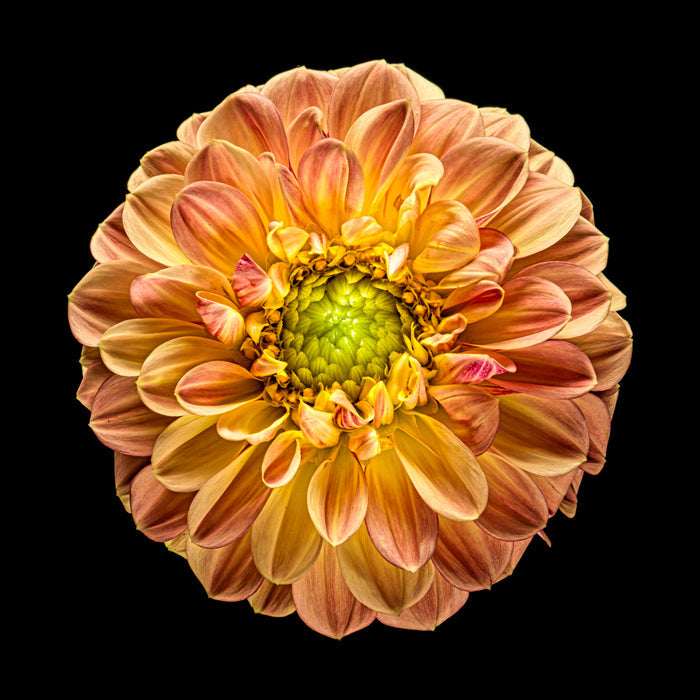 Dahlia 132