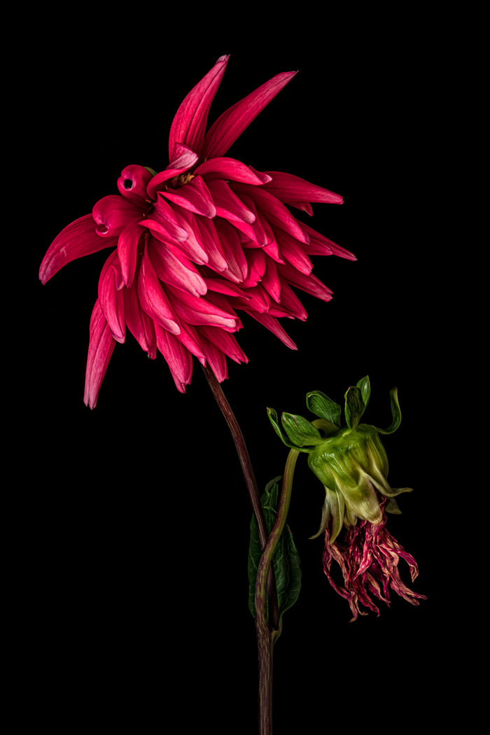 Dahlia 13