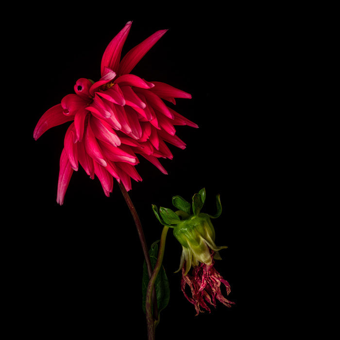 Dahlia 13