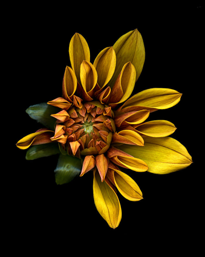 Dahlia 146