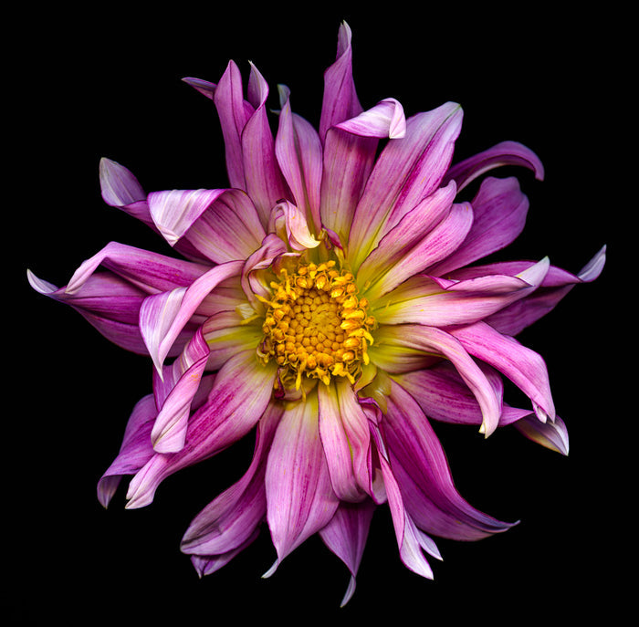 Dahlia 147
