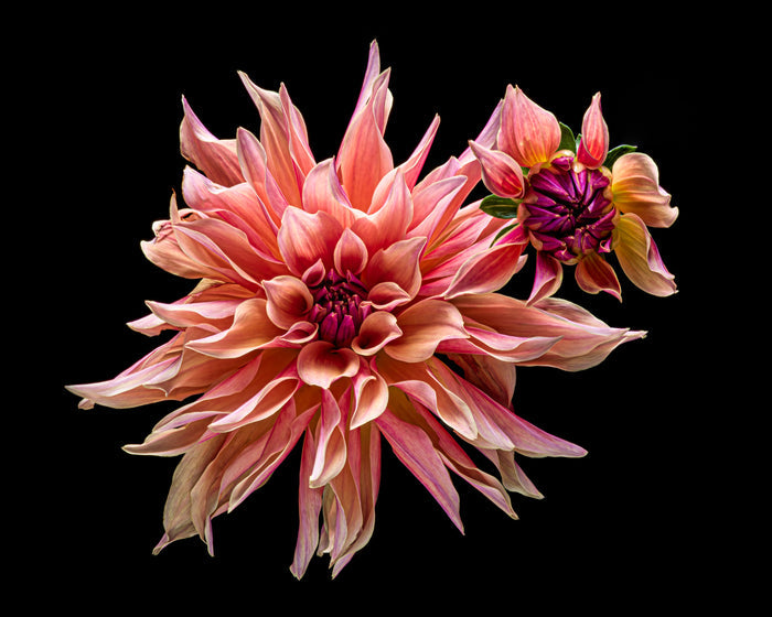 Dahlia 154