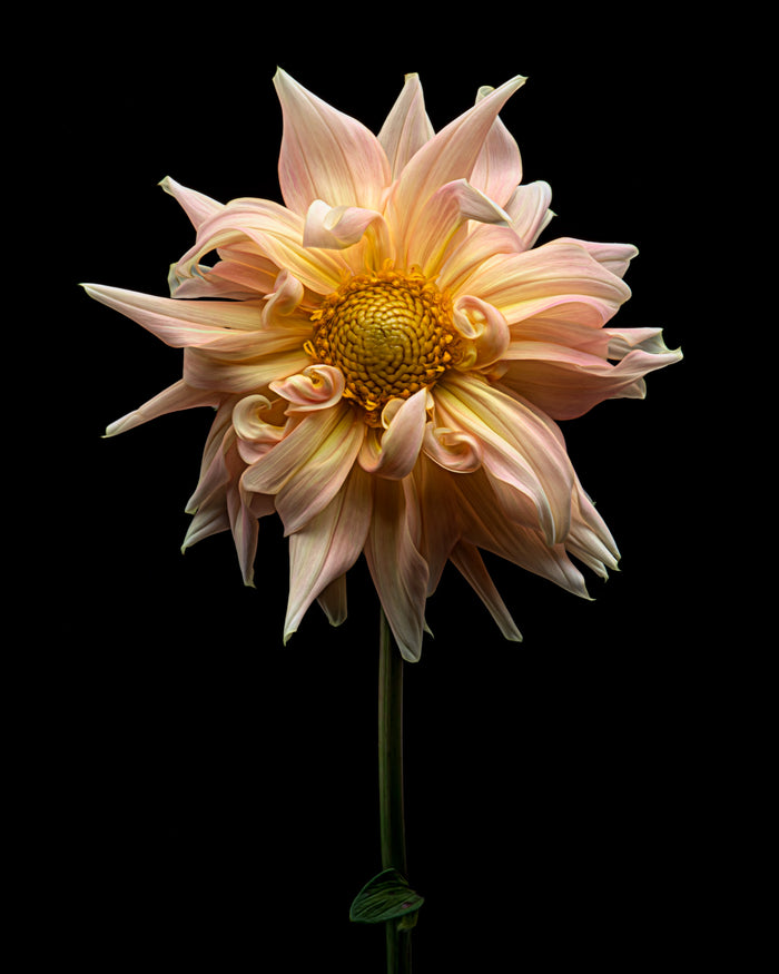 Dahlia 27