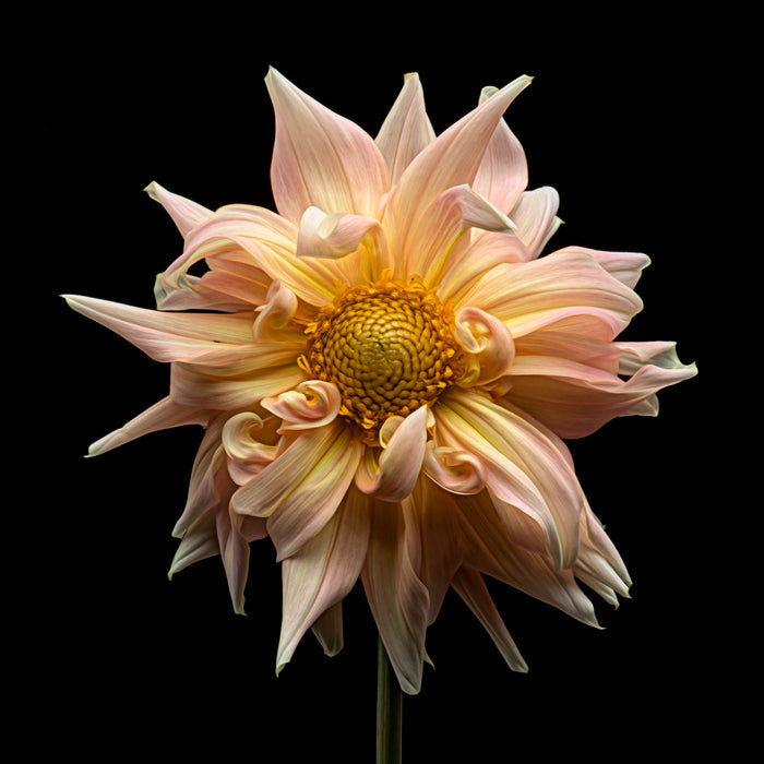 Dahlia 27