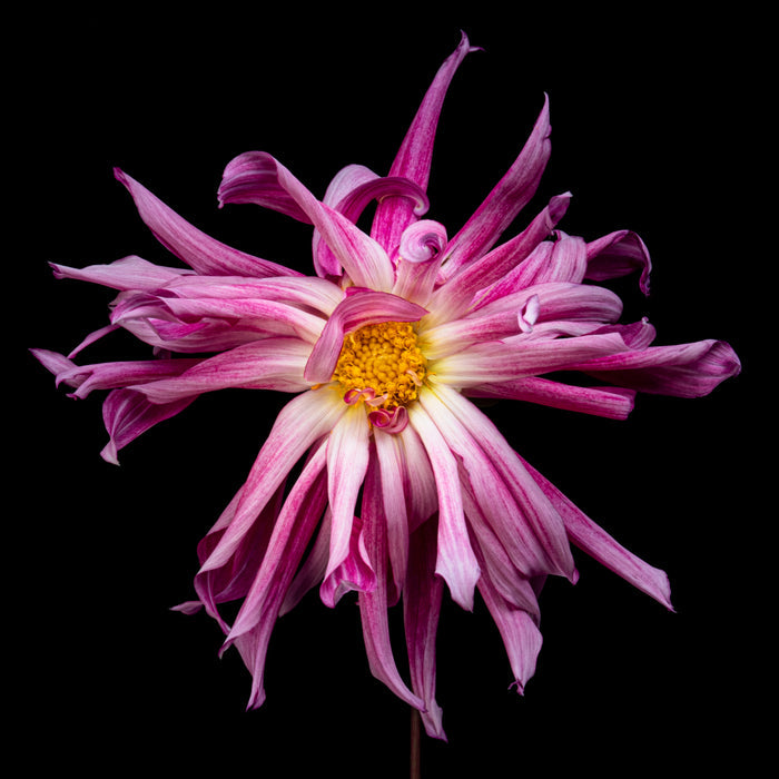 Dahlia 28