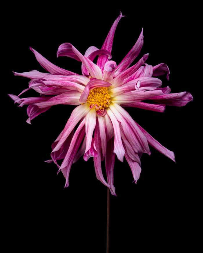 Dahlia 28