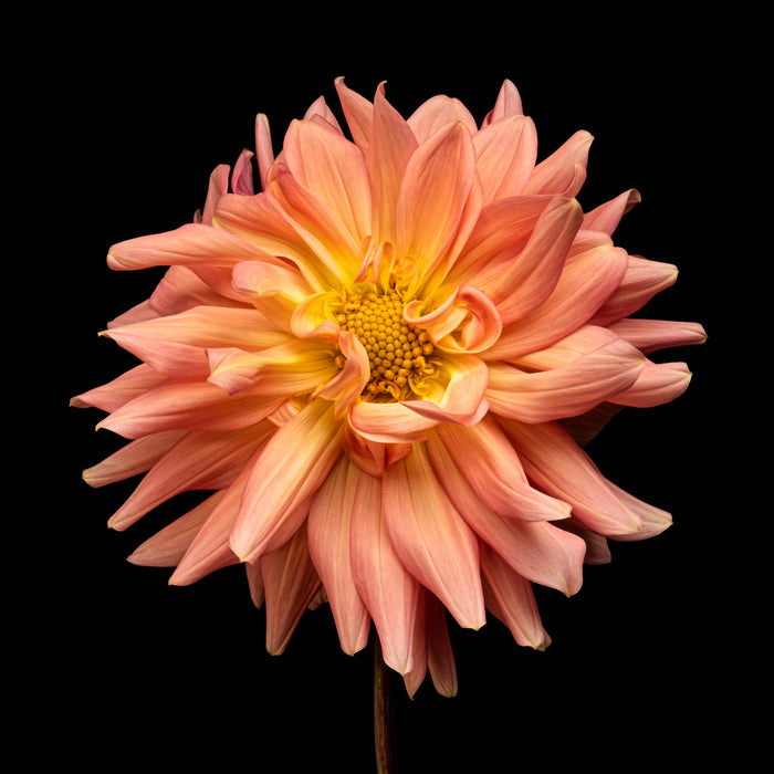 Dahlia 29