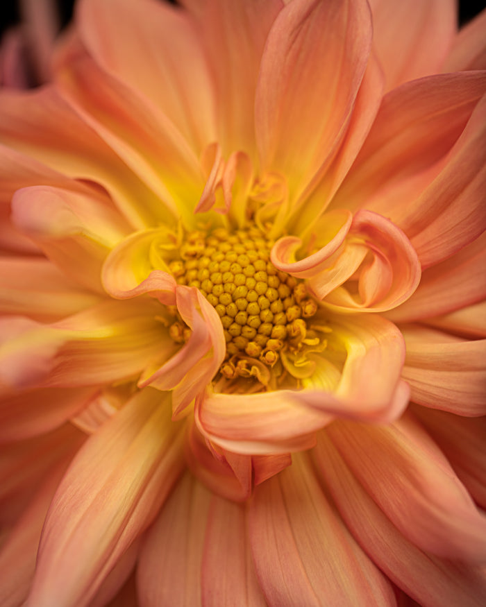 Dahlia 30