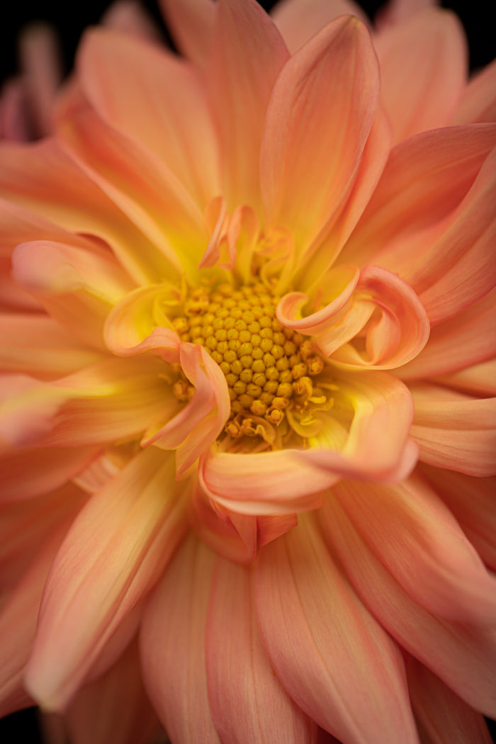 Dahlia 30