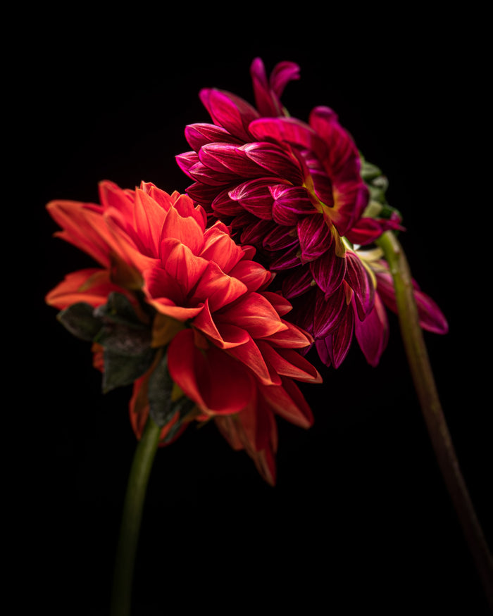 Dahlia 80