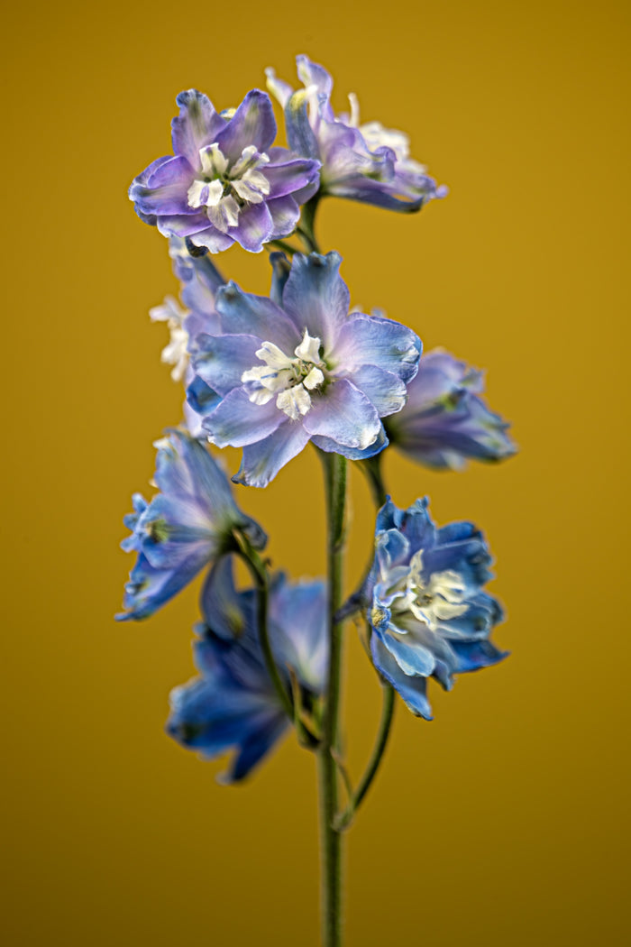 Delphinium 6