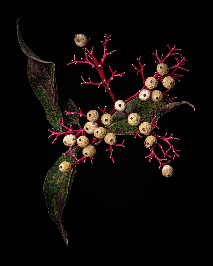 Dogwood 3