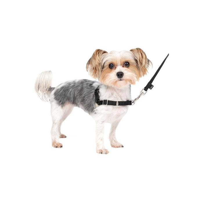 Dog wearing Easy Walk Harness