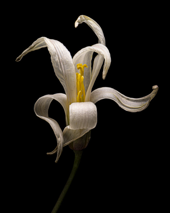 Fawnlily 1