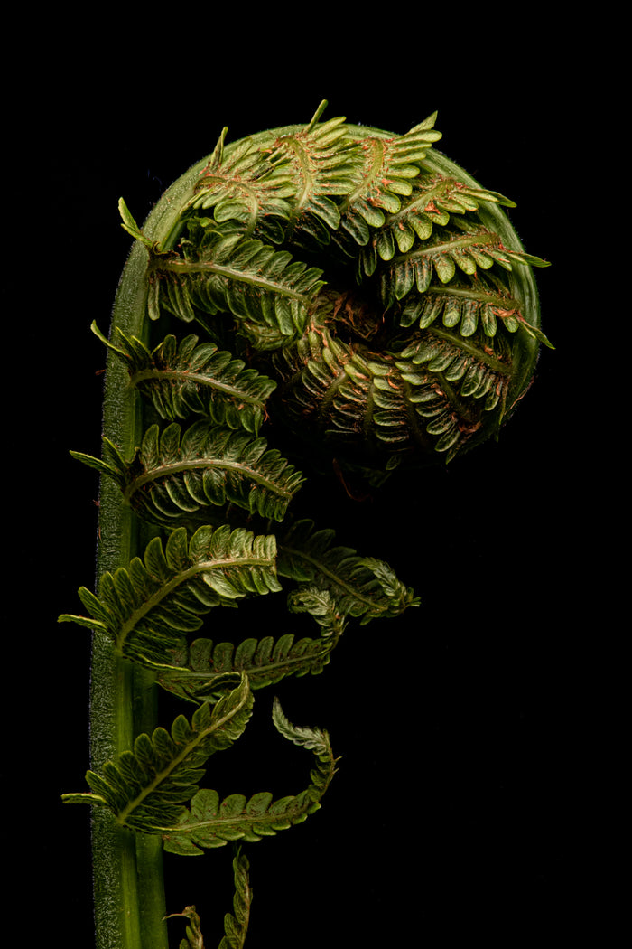 Fern 3