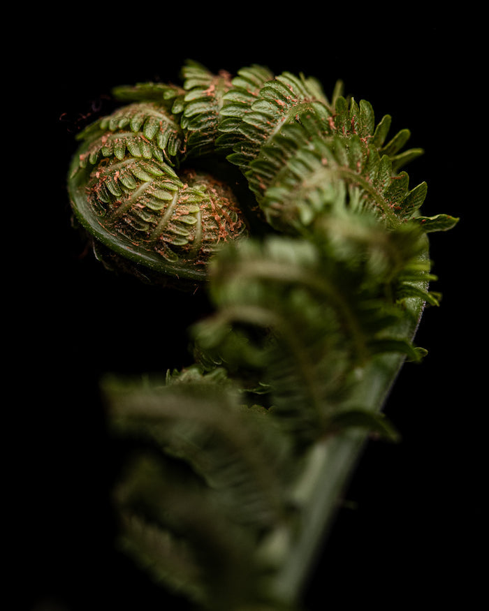 Fern 4