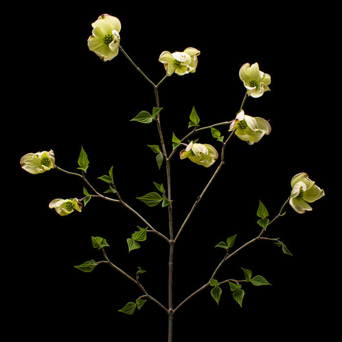 Flowering Dogwood 3