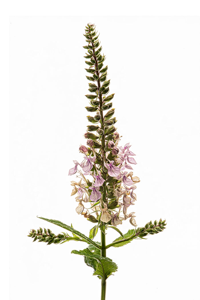 Germander 1
