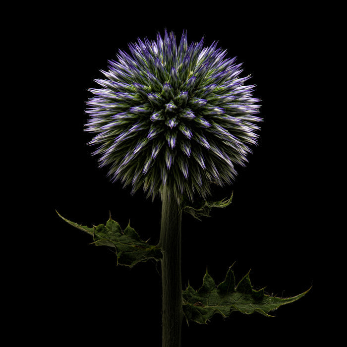 Globe Thistle 1