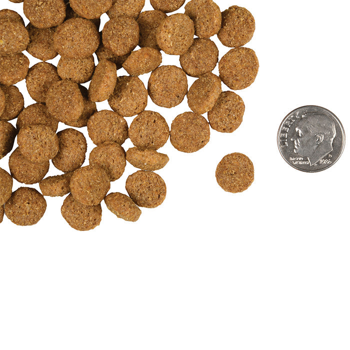 Gold Weight Management kibble size compared to dime.